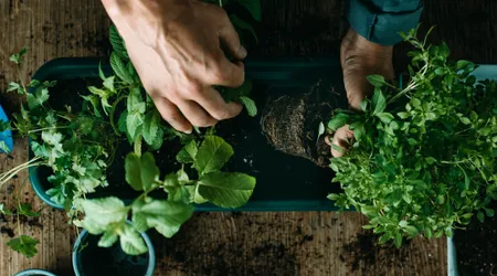 Come Conservare le Erbe Aromatiche