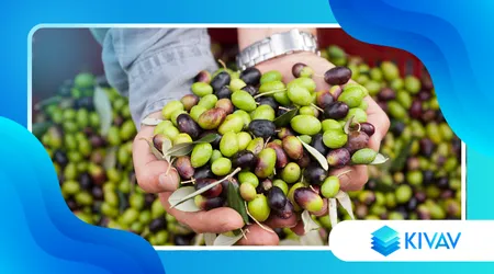 Olive taggiasche: perché sono così amate e dove usarle