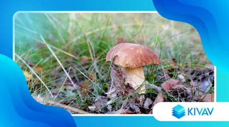Funghi porcini secchi