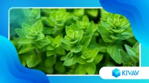 Origano di montagna: più profumato e intenso di quello comune?