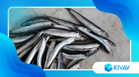 Acciughe del Mar Cantabrico vs acciughe italiane: qual è la differenza?