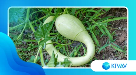 La scottatura delle verdure