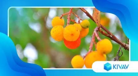 Frutti di bosco dell’Alto Adige