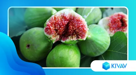 Fichi secchi del Cilento