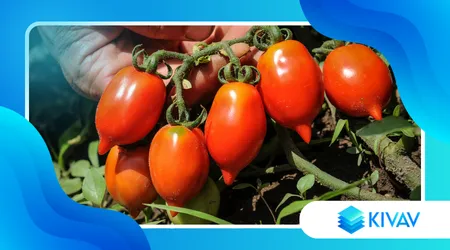 Pomodorini del Piennolo del Vesuvio