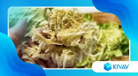 Contorni italiani gourmet con cavolo protagonista