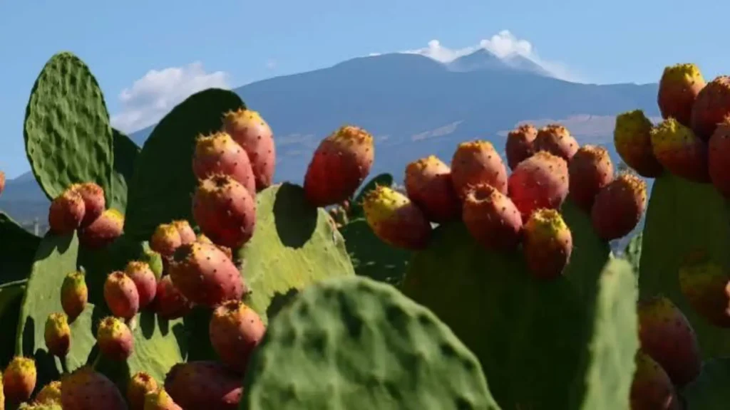 Ficodindia dell’Etna DOP