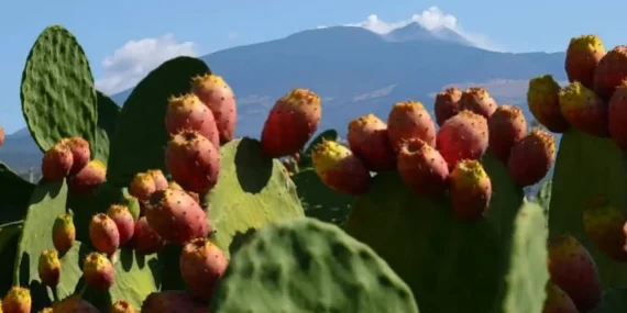Ficodindia dell’Etna DOP: il frutto simbolo della Sicilia